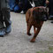 Hannoverscher Schweißhund