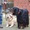 Labrador Retriever und Gordon Setter