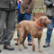 Chesapeake Bay Retriever