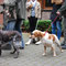 Dt. Langhaar und Bretonischer Vorstehhund