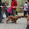 Hann. Schweißhund und Bretone