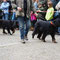 Gordon Setter