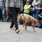 Magyar Vizsla rauhhaarig