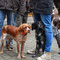 Bretonische Vorstehhunde
