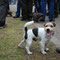 Parson Russel Terrier
