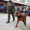 Irish Setter