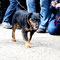 Dt. Jagdterrier