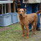 Irish Terrier