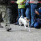 Parson Terrier glatthaarig
