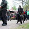 Flat Coated Retriever