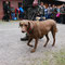 Chessie