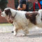 Springer Spaniel