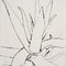 'agave', 2013, tusche, 21 x 30 cm