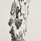 'zypresse', 2013, tusche, 21 x 30 cm