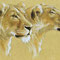 Lionnes - Crayons couleur et acrylique blanche sur papier peau d'éléphant - 90 x 60 cm - 2012 <br><br>Illustration . dessin . animalier . animal
