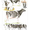 Dipôme concours vache race Prim'Holstein - Eurogénétique 2013 - Encre couleur et crayon noir sur papier - 40 x 50 cm<br><br>Illustration . dessin . animalier . animal