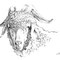 Chèvre angora - Élevage "Ferme sous les Hyez" Cornimont -  Crayon noir sur papier - 30 x 20 cm - 2017<br><br>Illustration . dessin . animalier . animal