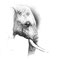 Éléphant - Crayon noir sur papier - 80 x 80 cm - 2018<br><br>Illustration . animalier . animal