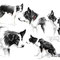 Border Collie - Technique mixte sur papier - 50 x 40 cm - 2021<br><br>Illustration . dessin . animalier . animal . chien
