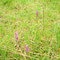 Orchideen, die Highlights dieses Gebietes.