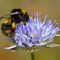 Rote-Liste-Art Distelhummel (Bombus soroeensis); Foto. Ivar Leidus; Wikimedia Commons; Lizenz: https://creativecommons.org/licenses/by-sa/4.0/deed.en