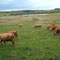 Die Herde ist gewachsen. Sechs Rinder sind noch zu den Kühen hinzugekommen.