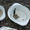 Unter all den Bachflohkrebsen, Köcherfliegenlarven, Wasserkäfern usw. stellt ein Egel das Highlight dar.
