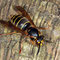 Mittlere Wespe (Dolchivespula media); Foto: Fritz Geller-Grimm; Wikimedia Commons; Lizenz: https://creativecommons.org/licenses/by-sa/3.0/deed.de