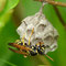 Heide-Feldwespe (Polistes nimpha); Foto: Lucarelli; Wikimedia Commons; Lizenz: https://creativecommons.org/licenses/by-sa/3.0/deed.de