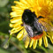 Steinhummel (Bombus lapidarius); Foto: ©entomart; Wikimedia Commons