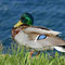 Unsere häufigste Ente, die Stockente, brütet ebenfalls am Sangweiher. Foto: Friedrich Böhringer/Wikimedia Commons