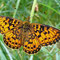 Der Braunfleckige Perlmutterfalter ist der Schmetterling des Jahres 2013. Foto: Darius Bauzys/Wikimedia Commons