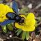 Große Blaue Holzbiene (Xylocopa violacea); früher auf der Roten Liste von RLP als „gefährdet“ aufgeführt, heute in RLP weit verbreitet