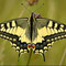 Der Schwalbenschwanz ist ein großer, auffallender Schmetterling. Foto: Bodow/Wikimedia Commons