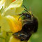 Rote-Liste-Art Grashummel (Bombus ruderarius); Foto: Ivar Leidus; Wikimedia Commons; Lizenz: https://creativecommons.org/licenses/by-sa/4.0/deed.de