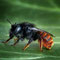 Zweifarbige Schneckenhausbiene (Osmia bicolor): Foto: Frantisek SARZIK; Wikimedia Commons; Lizenz: https://creativecommons.org/licenses/by/3.0/deed.en