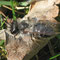 Weiden-Sandbiene (Andrena vaga); Foto: Bj. schoenmakers; Wikimedia Commons; gemeinfrei