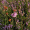 Hier wächst Glockenheide umgeben von Heidekraut. Foto: Willow/Wikimedia Commons
