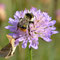 Rote-Liste-Art Waldhummel (Bombus sylvarum); Foto: Ivar Leidus; Wikimedia Commons; Lizenz: https://creativecommons.org/licenses/by-sa/4.0/deed.de