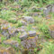 Im Rahmen eines Naturschutzgroßprojektes wurden Fledermausstollen im Mayener Grubenfeld durch den NABU Rheinland-Pfalz aufgekauft und durch Sicherung vor dem Einsturz bewahrt. Auf dem Weg zu den NABU-Stollen durchquert man alte römische Steinbrüche.