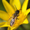 Zweifarbige Sandbiene (Andrena bicolor); Foto: Aiwok; Wikimedia Commons; https://creativecommons.org/licenses/by-sa/4.0/deed.en