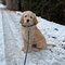 Ludwig Beim Spazieren im Schnee