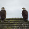 Mi: 15.05.2013 Port Hardy, Seeadler