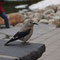 Mi: 22.05.2013 Vogel am Lake Louise