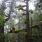 So: 12.05.2013 Ucluelet, Wild Pacific Trail