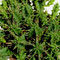Euphorbia  submammillaris fa. pfersdorfii