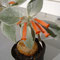 Rechsteineria (Sinningia) leucotricha inflorescence