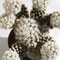 Mammillaria vetula ssp. gracilis cv. ARIZONA SNOWCAP