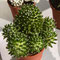 Mammillaria ( bocasana ? ) cv. CATERPINCY