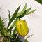 Fritillaria tubiformis subsp moggridgei